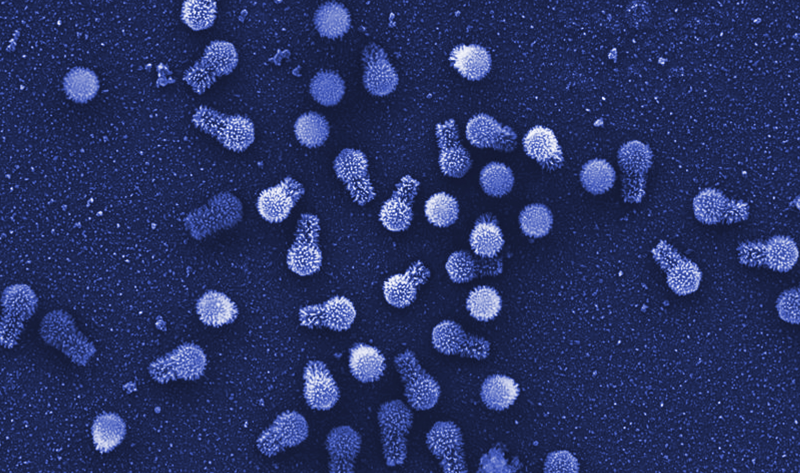 繁殖能力超强的克隆体