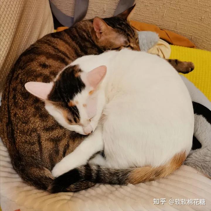 普通人家养两只猫有多难?听听这些网友真实的感受 - 知乎