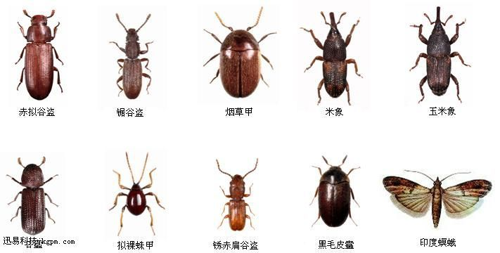 （2）尘虱、书虱、床虱、螨虫、尘螨、床螨、跳蚤、虱、跳虫 是什么？有什么危害？ - 知乎