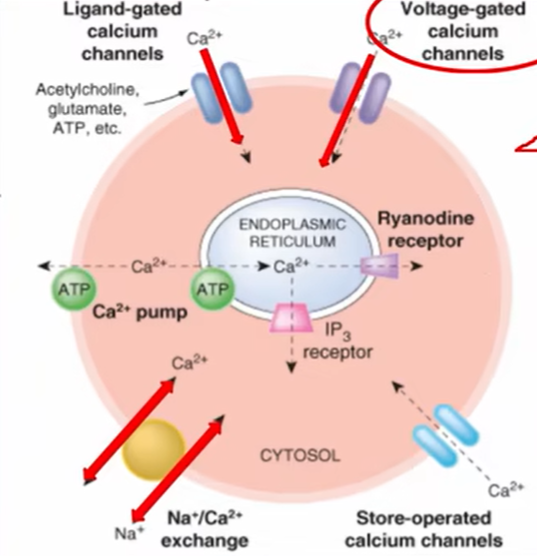 药理学03-1：离子通道药物理论概述+钙/钠/钾离子通道药物 - 知乎