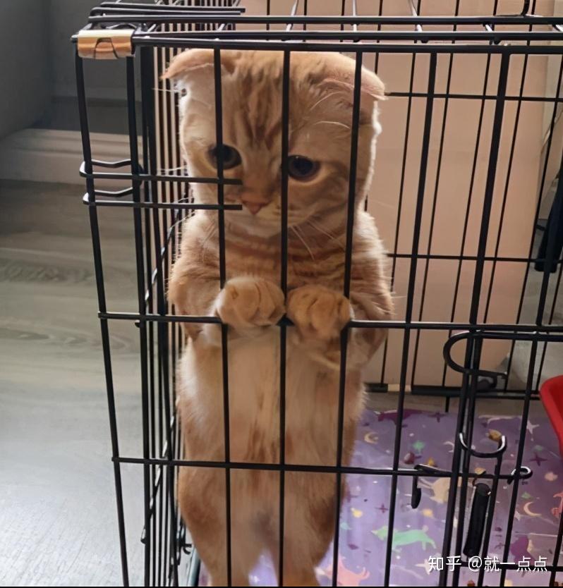 让猫咪恐惧的6件事别做否则要了猫命