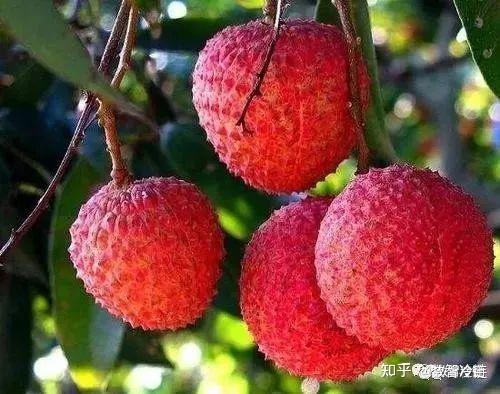中国荔枝品种大全（本文共59种） - 知乎