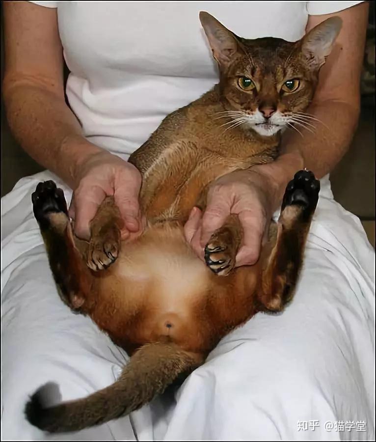 猫咪怎么分公母图解成年猫 v2-d672b10698012522ef8e232b78992538_r.jpg