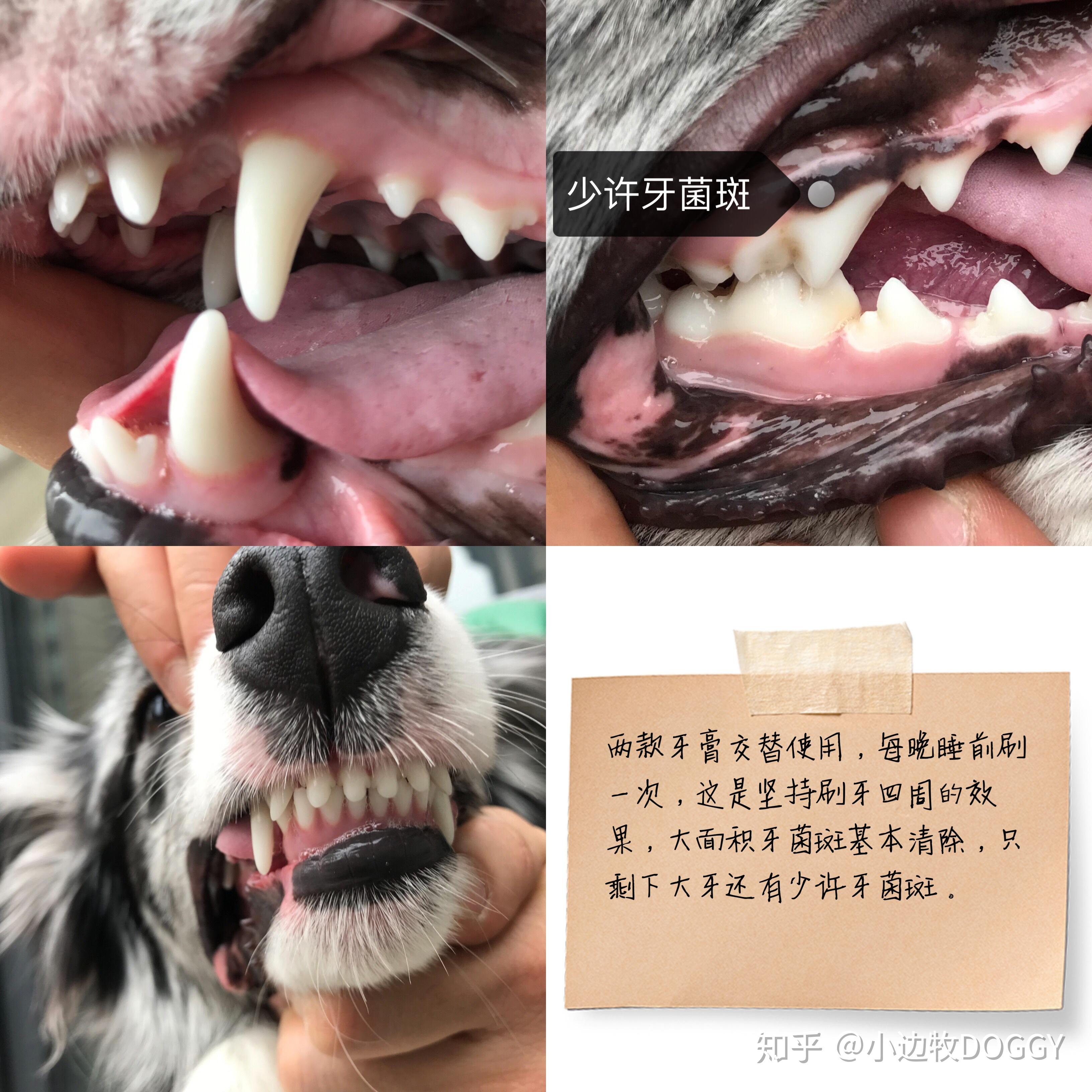根据狗狗的牙齿判断这狗年龄多大了？_百度知道