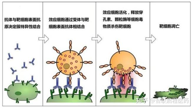 ADCC/ADCP/CDC—抗体药发挥作用的重要机制 - 知乎