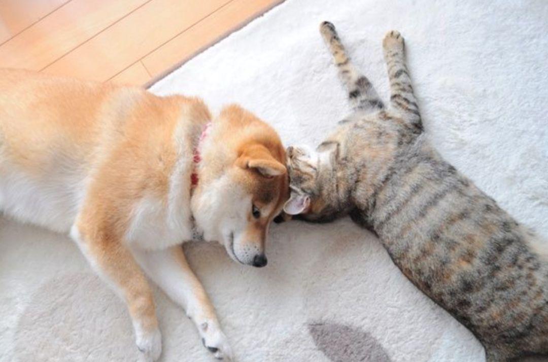 那个火遍朋友圈的单身狗终于脱单了