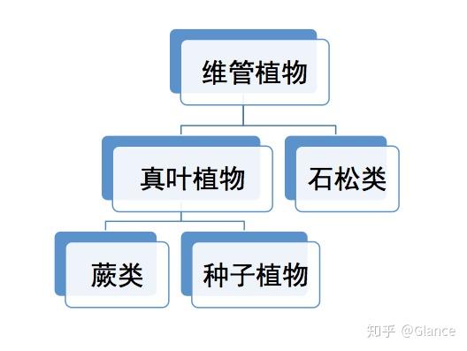 种子植物 知乎