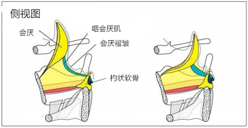 会厌溪解剖图片