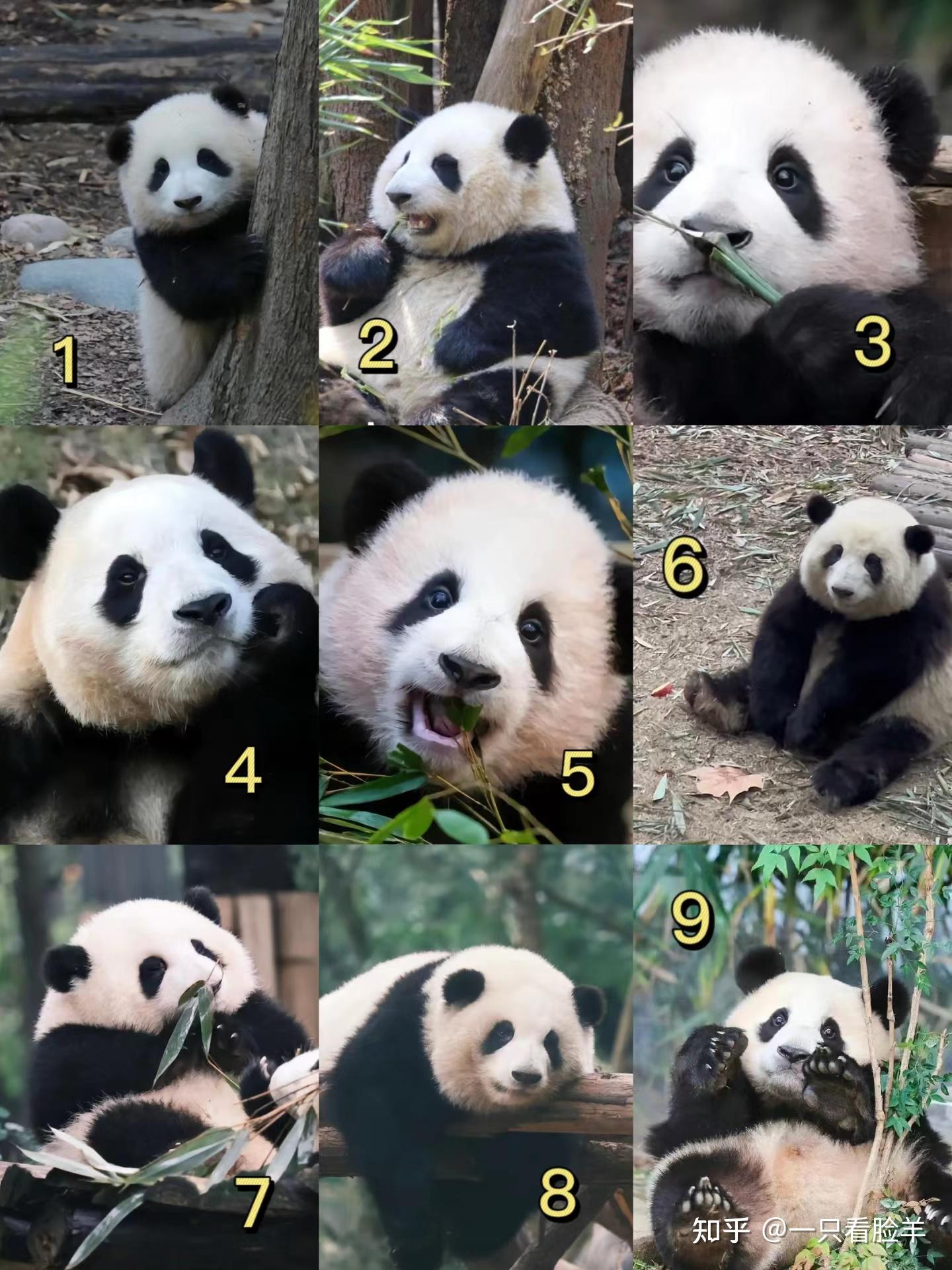 熊猫花花的家谱们，如何快速辨认花花？ - 知乎