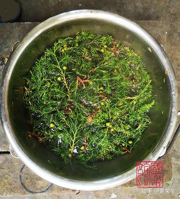 植物染干货|植物染料——柏树 - 知乎