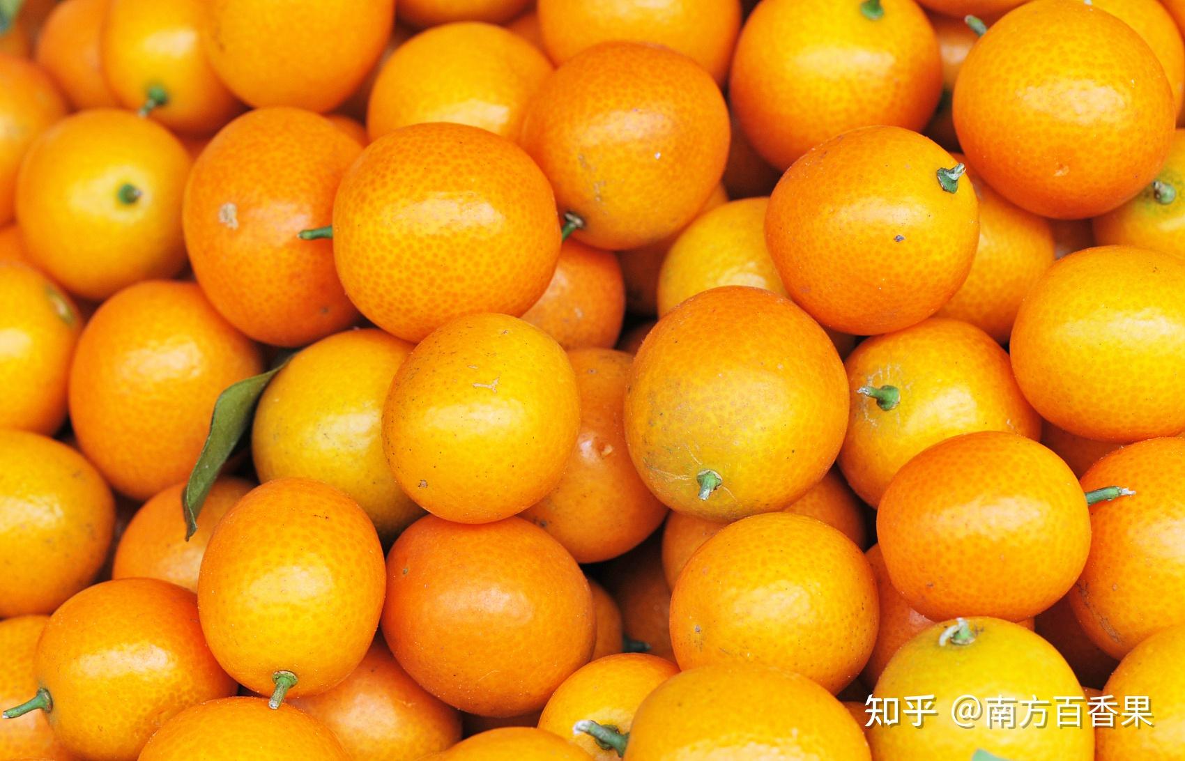 大叶黄金金桔，大叶金桔，脆蜜金桔，滑皮金桔，油桔，它们有什么不同 - 知乎