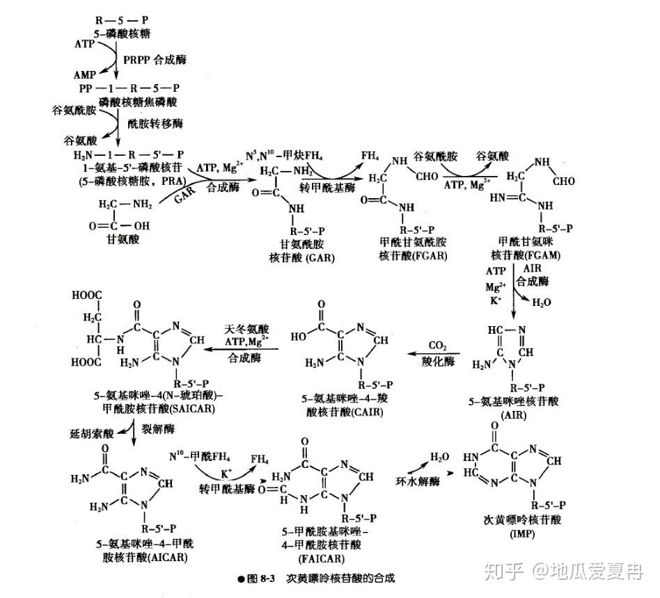 嘌呤核苷酸循环图片