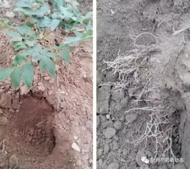 牡丹种植硬知识 三种土壤种不得牡丹 知乎