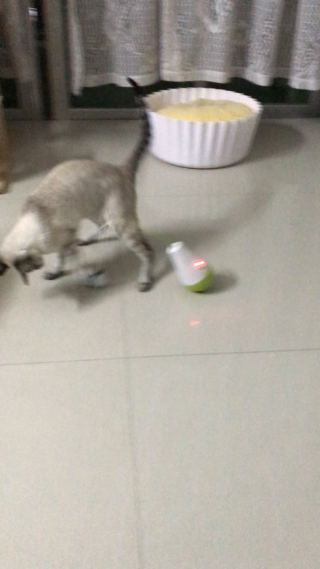 养东短(东方短毛猫)是什么体验? - 知乎