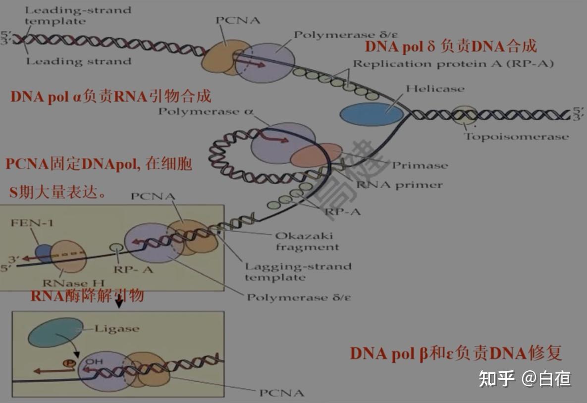 DNA复制[DNA replication] - 知乎