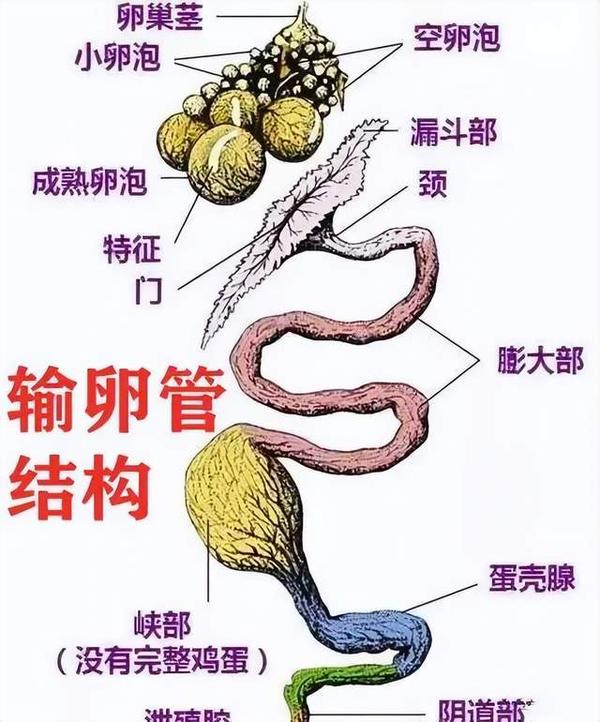 oaoa什么意思