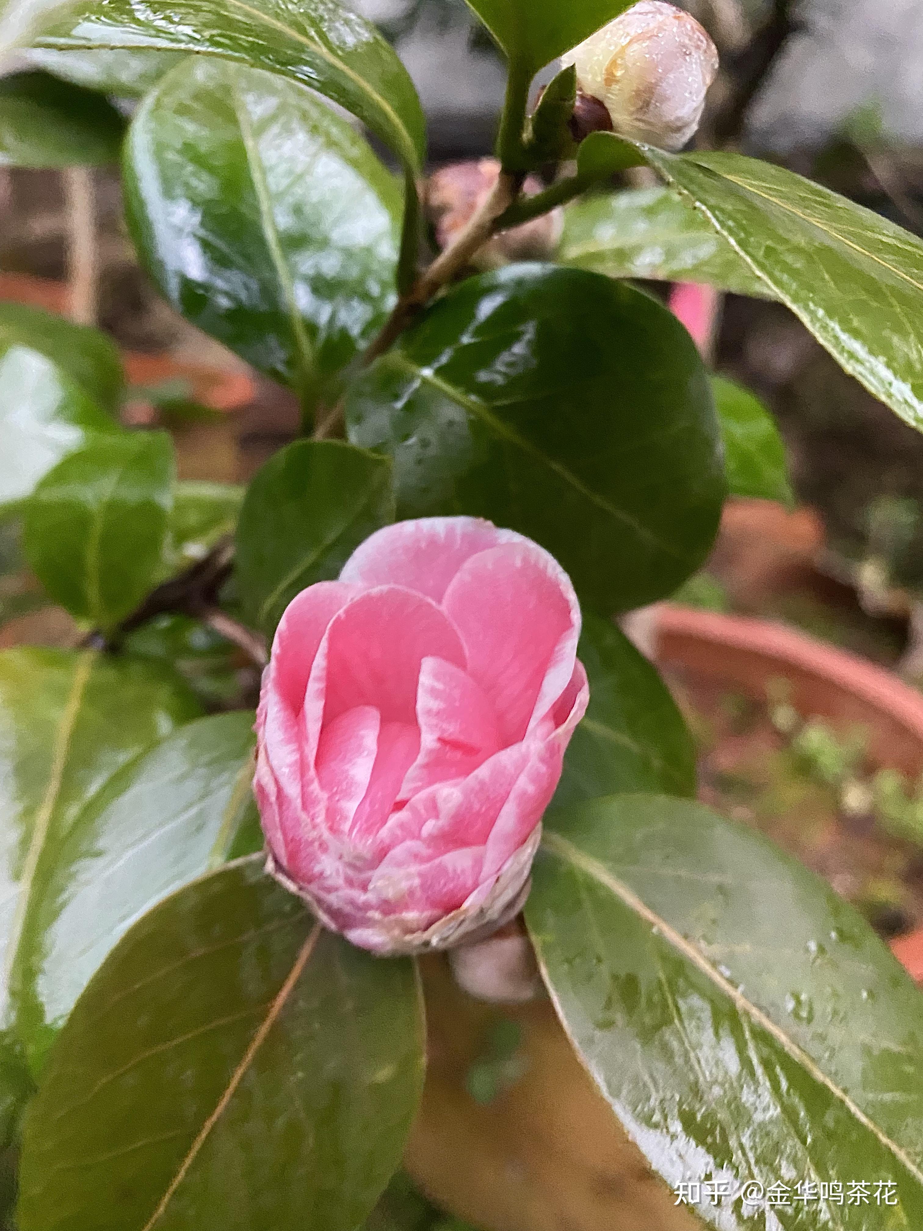 粉嫦娥彩茶花 - 知乎