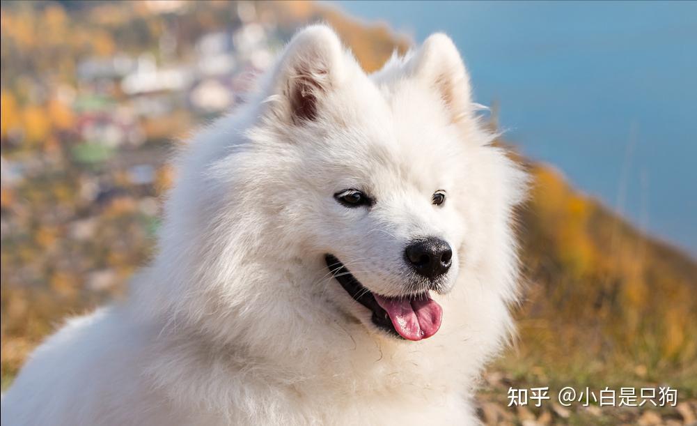 网友票选八大“帅狗”,你最pick哪个? - 知乎