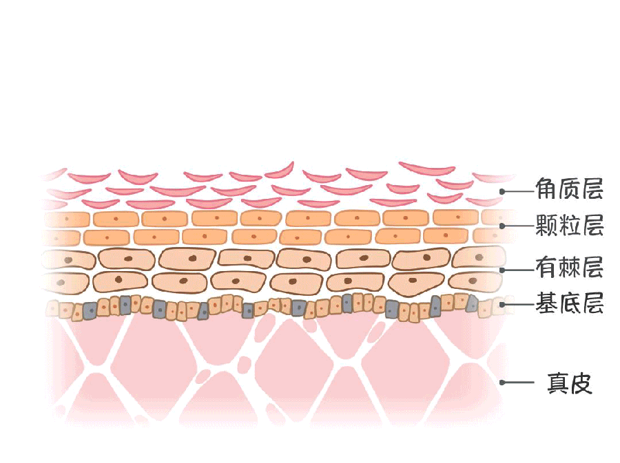 一直被说的「皮肤屏障」到底是什么东西？ - 知乎