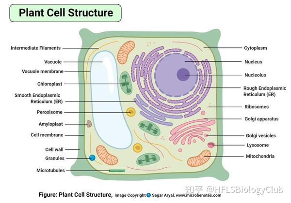 typical plant cell structure