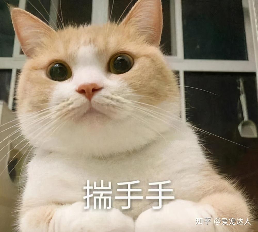 猫咪揣手只是因为冷吗?其实在对你暗示这些事