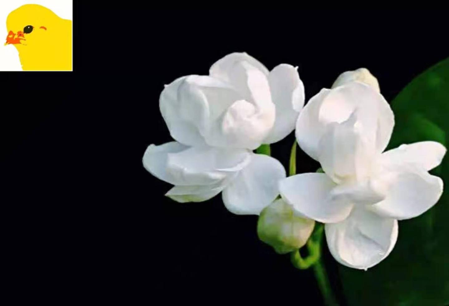 v2-d6d18bcd60a112cc366ac2a8dba5b6ea_1440w.jpg?source=172ae18b