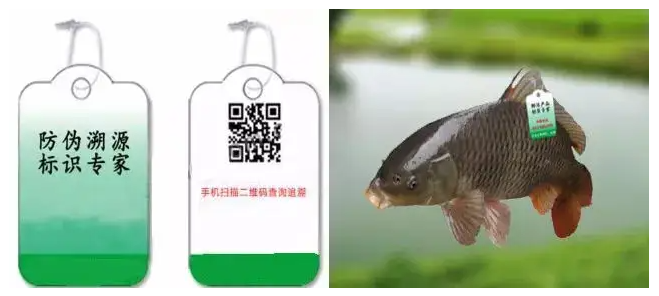 运用RFID物联网技术,渔业养殖跟踪系统,助力养鱼产业快速提升品牌信任度和食品竞争力 - 知乎