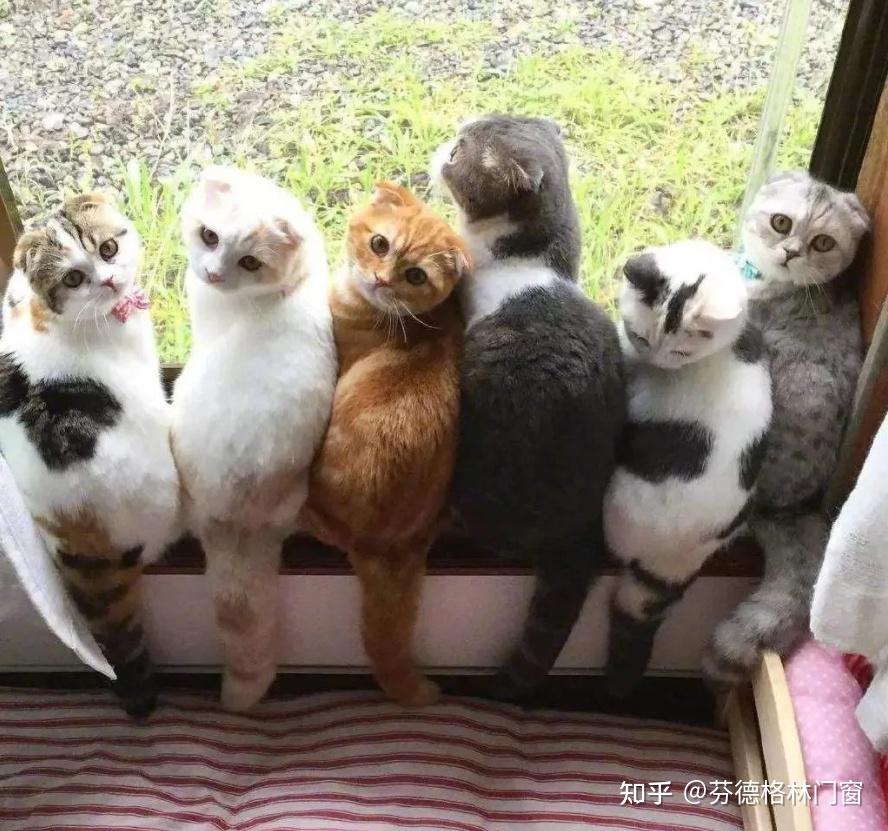 养猫人灵魂三问:阳台封了吗?纱窗装好了吗?纱窗牢固吗? - 知乎