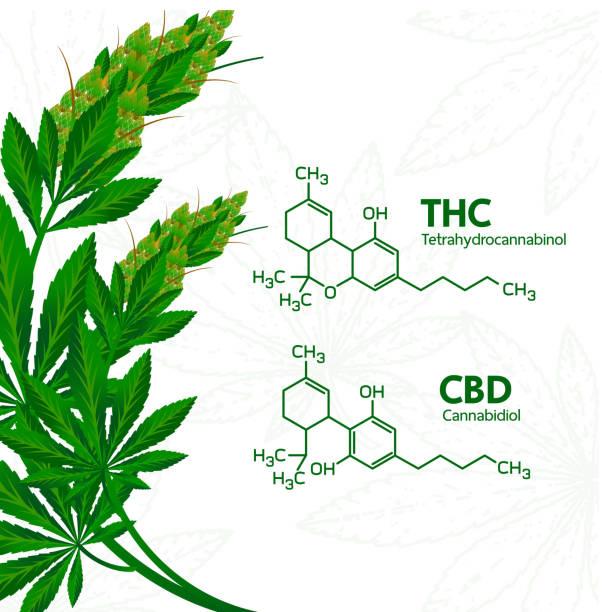 大麻环萜酚及其多种异构体对酵母菌如白念珠菌,酿酒酵母菌 丝状真菌