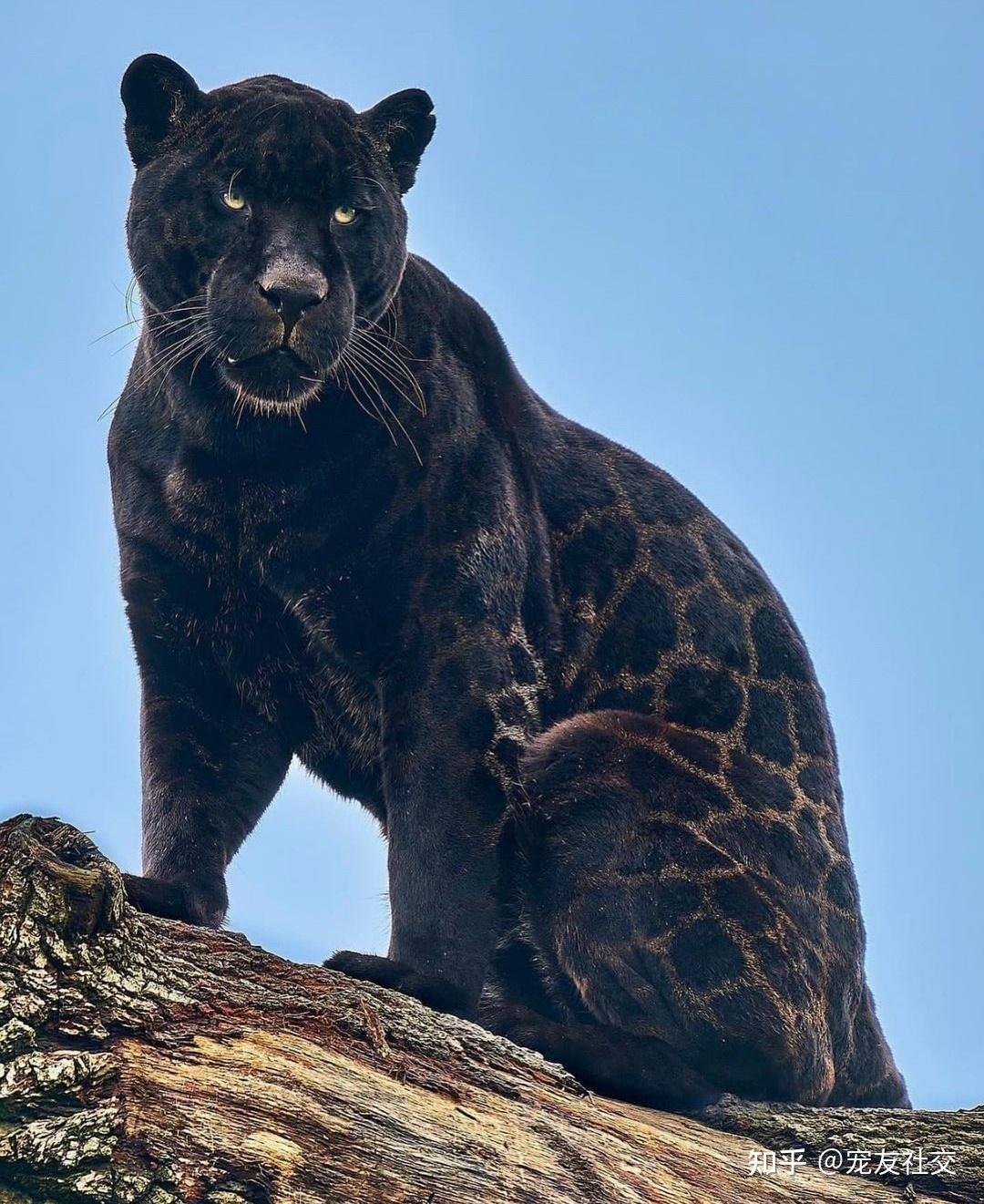 宠友社交黑美洲豹blackjaguar