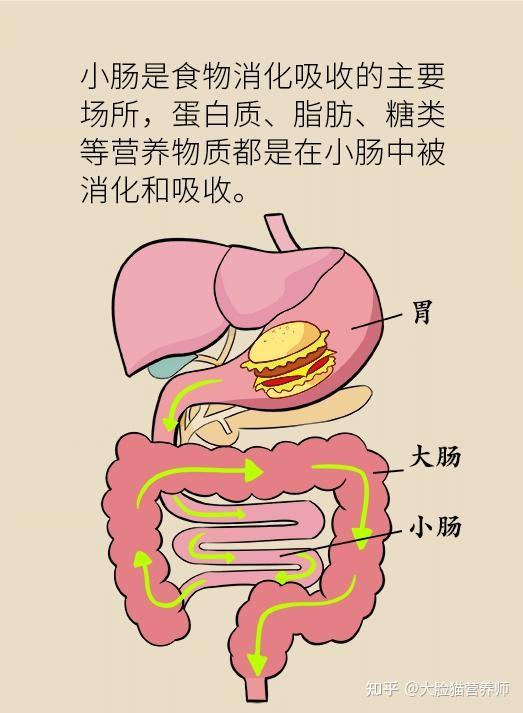 长期拉大便“前面硬,后面软”,身体到底怎么了? - 知乎