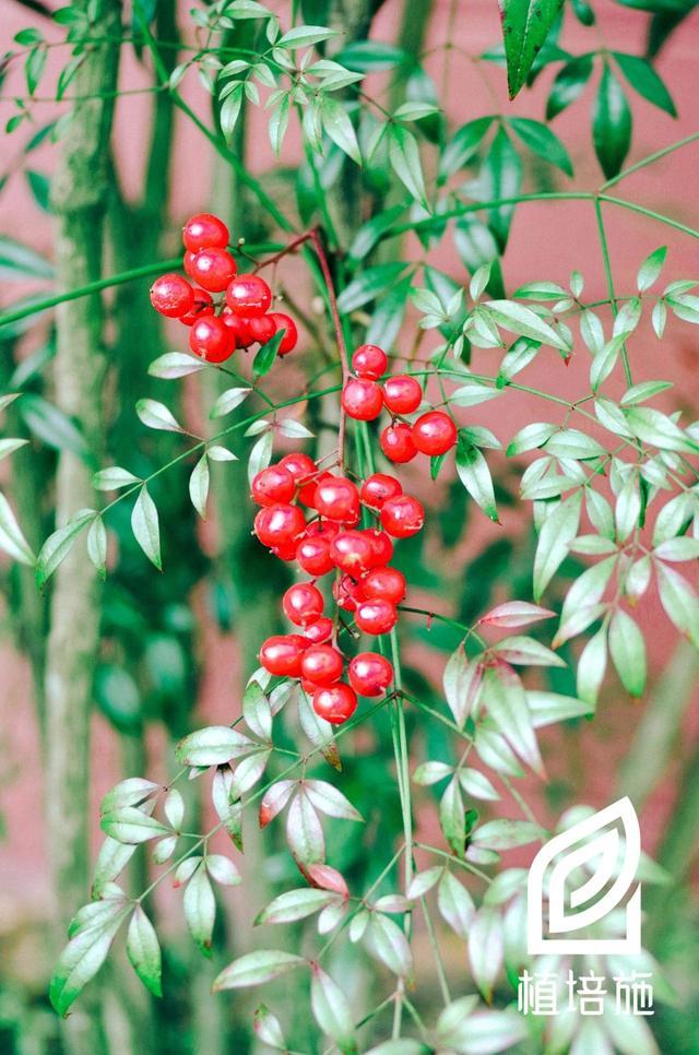 植培施南天竹nandinadomestica常綠針葉樹類栽培手冊