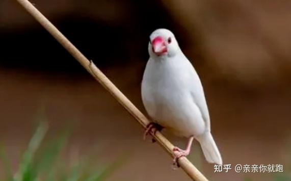 四种适合家养的宠物鸟,赶紧认领一只吧! - 知乎