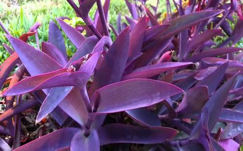 紫色毛茸茸的植物图片