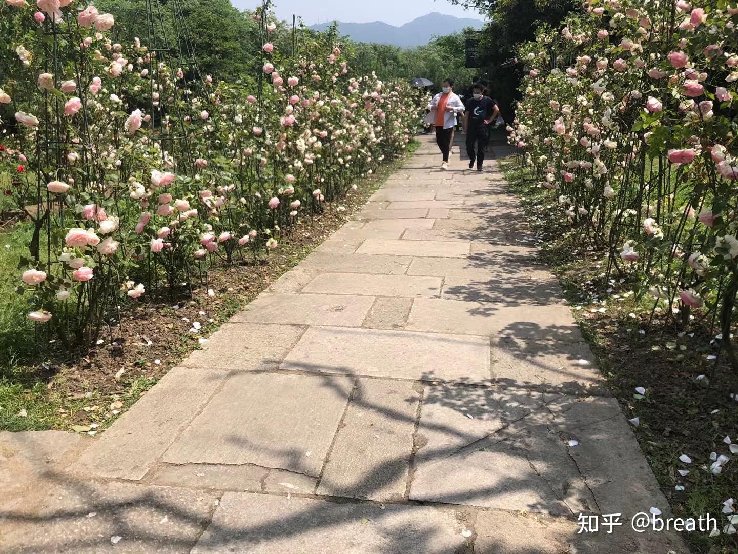 大学四年旅游记录(大学生旅行游记作文)