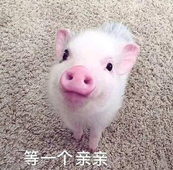 摸猪猪表情包图片