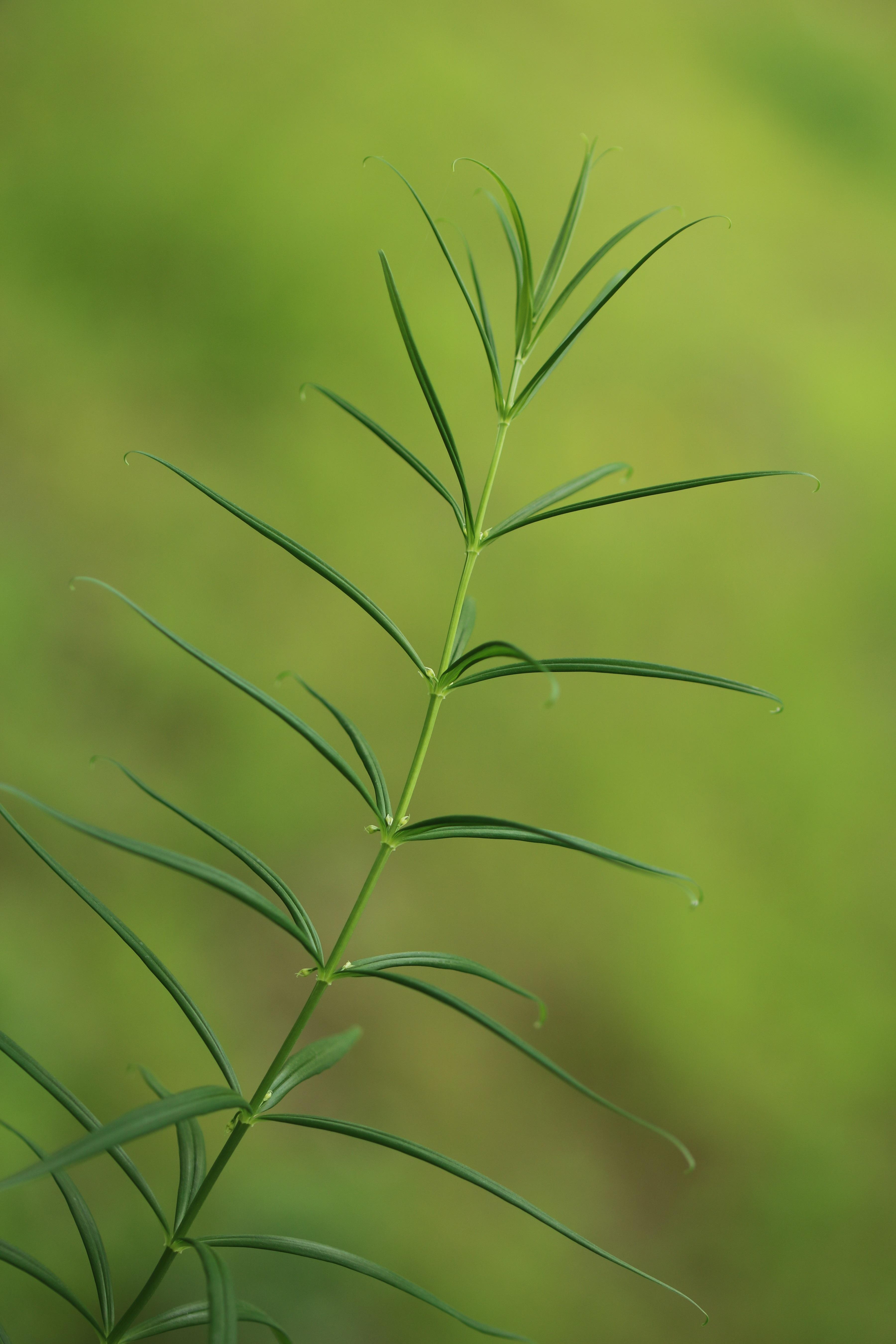 横断山区植被图片