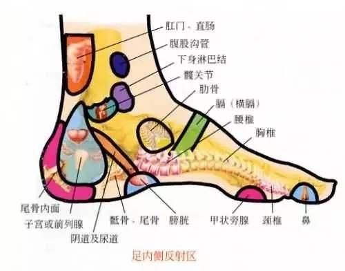 在脚部有二个地方,一个是脚底后跟中间,一个是脚外则与前列腺反射区