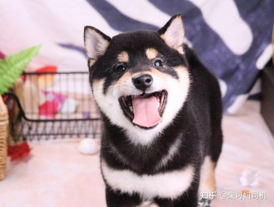 柴犬一共有几种颜色？怎么区分？ - 知乎