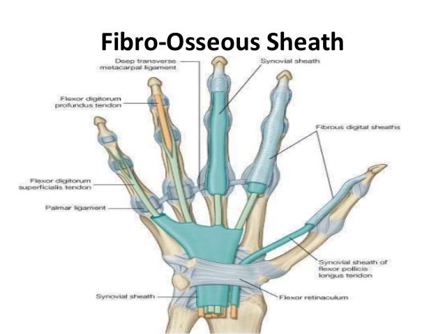 手肌腱功能解剖