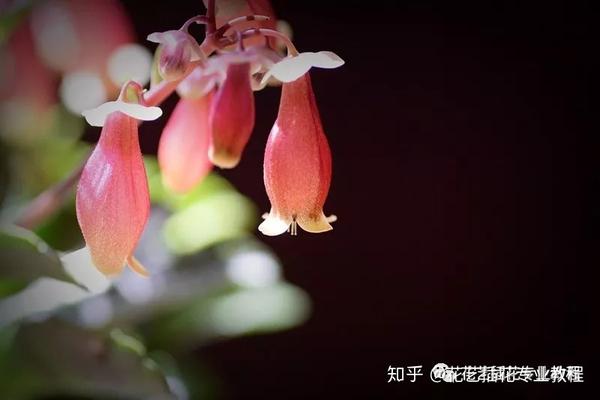 这6种垂吊花简直美炸天 你认识几种 知乎