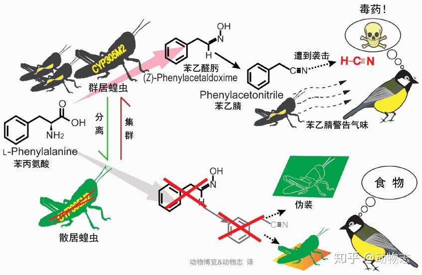 散居型飞蝗图片