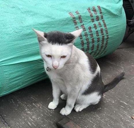 紧身衣,紧身裤像土味视频里的平头精神小伙,12盯着看5秒,马上忘记猫