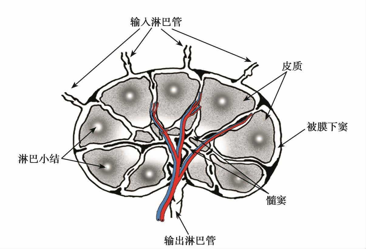 淋巴结组胚示意图图片