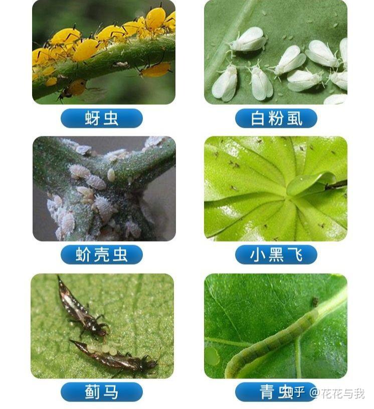 养花必备6种药，对于花卉常见虫害和养护，效果出奇的好！ - 知乎