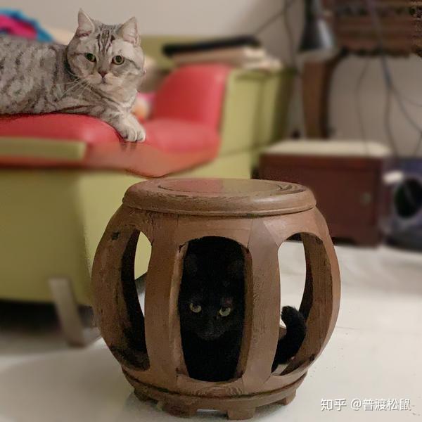 带宠物 猫 从美国回中国攻略 知乎