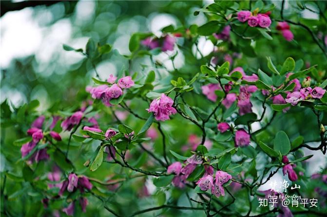 梵净山升仙之山,超越时空的净地,世间难得的一方净土-仙气飘飘的梵净山叫什么