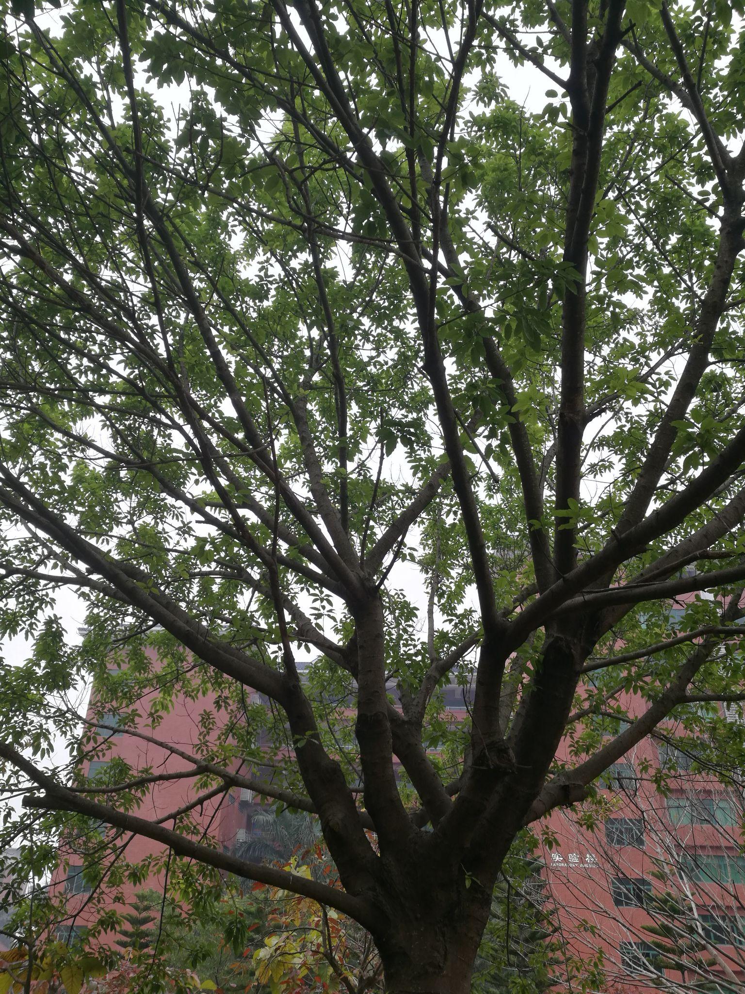 一颗黄葛树的开叶 - 知乎