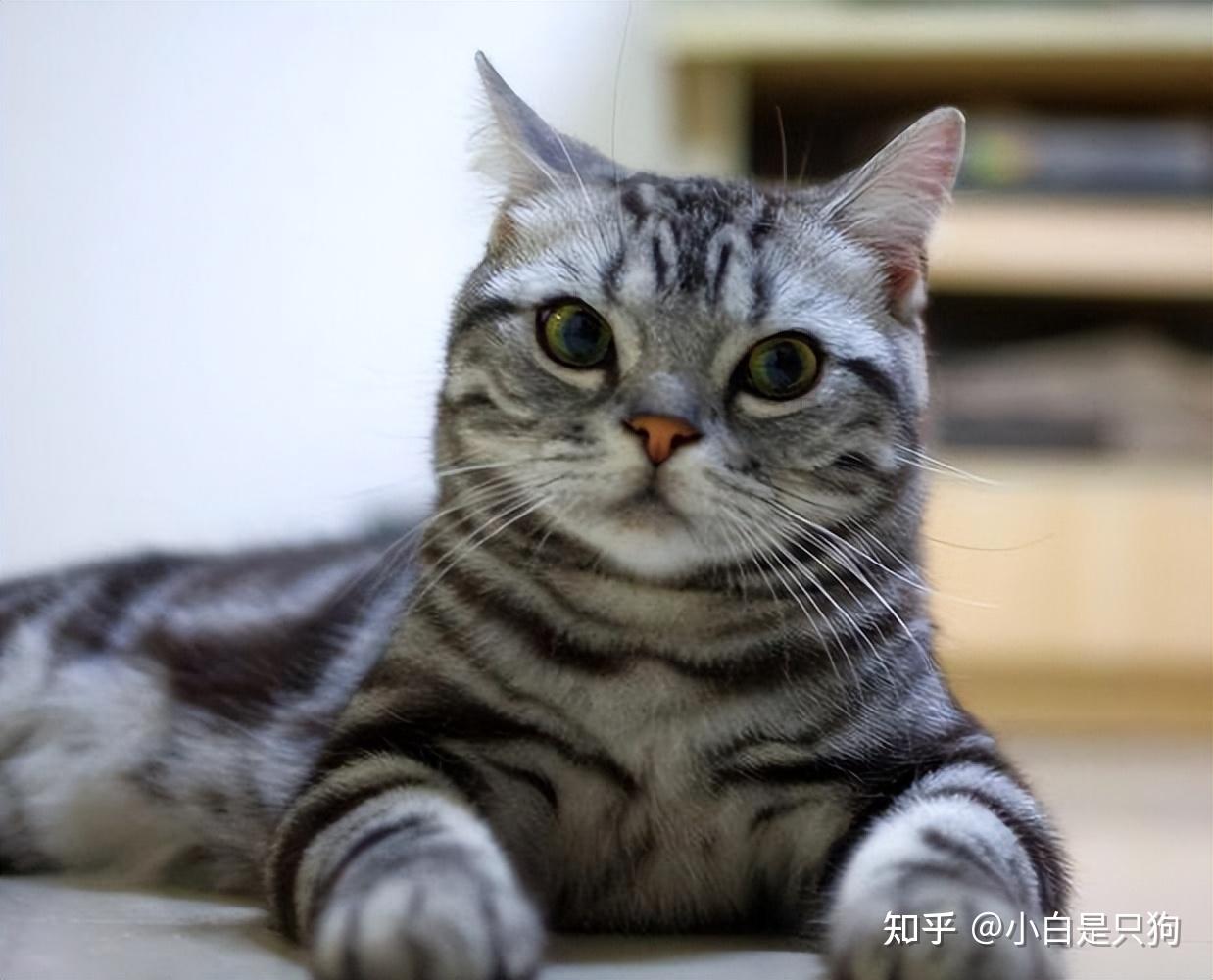 公认"胆量大"的几种猫,乖巧听话,适合家养