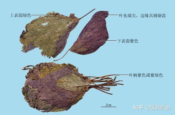 带你识别紫苏叶